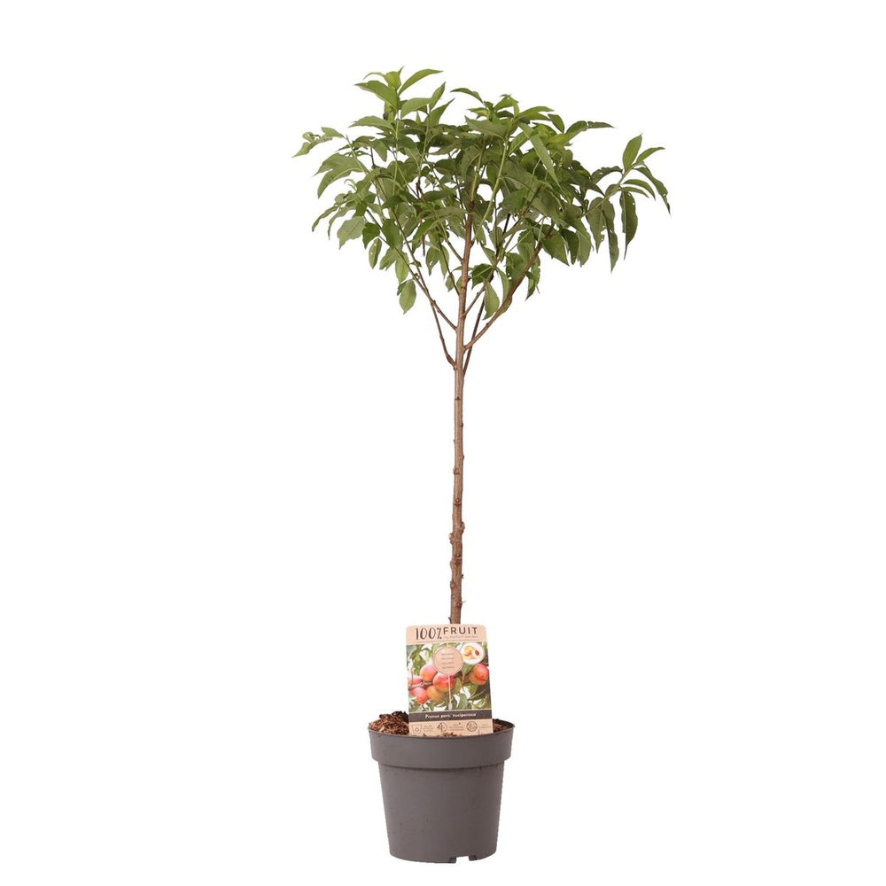 Nectarin pitic Prunus persica Nucipersica, pom fructifer compact, nectarine dulci, pentru ghiveci