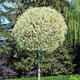 Cires Ornamental Globular Umbraculifera, cu flori albe primavara, arbore decorativ cu coroana sferica, perfect pentru umbra, pentru alei si curti