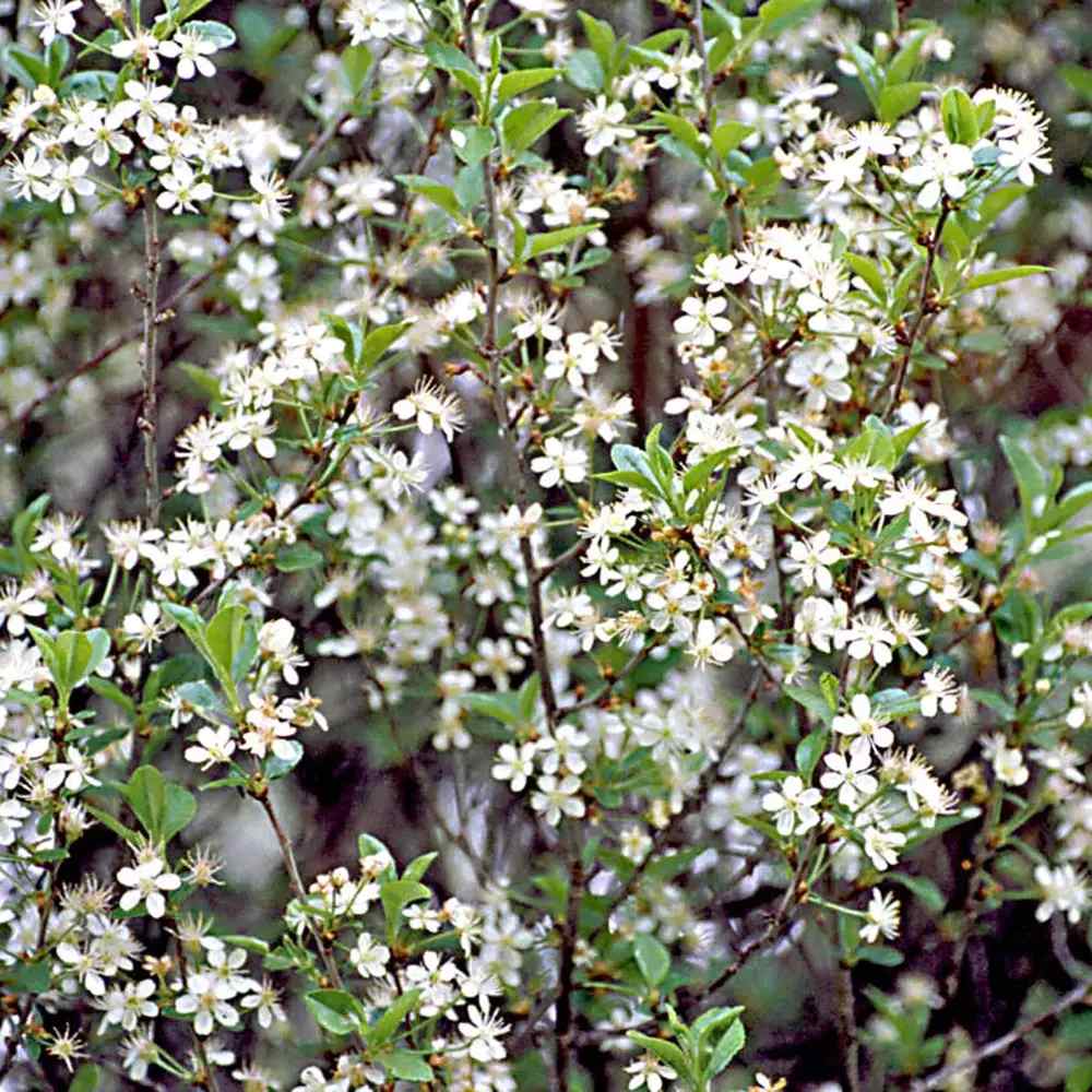 Cires Ornamental Globular Umbraculifera, cu flori albe primavara, arbore decorativ cu coroana sferica, perfect pentru umbra, pentru alei si curti