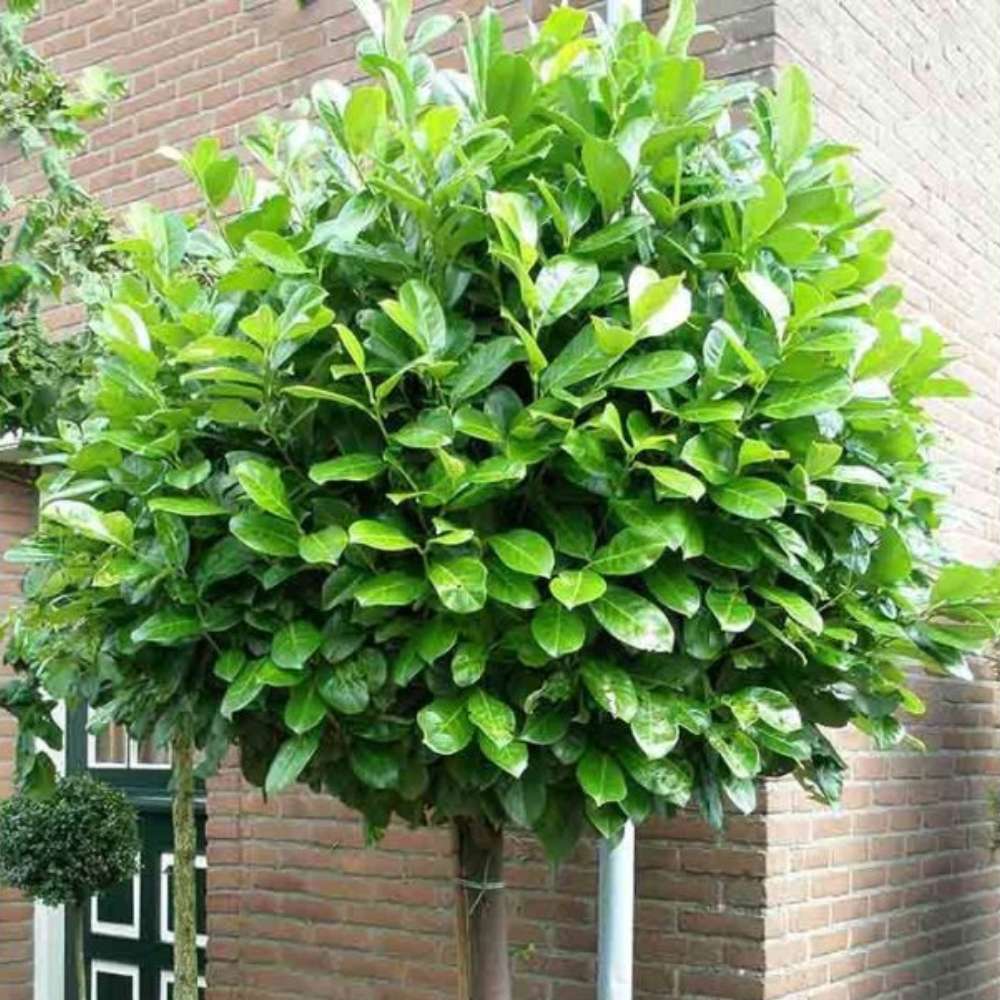 Laur Englezesc Novita (Laurocires), tip copac, frunzis verde lucios, coroana bogata, tulpina groasa, rezistenta iarna -25°C