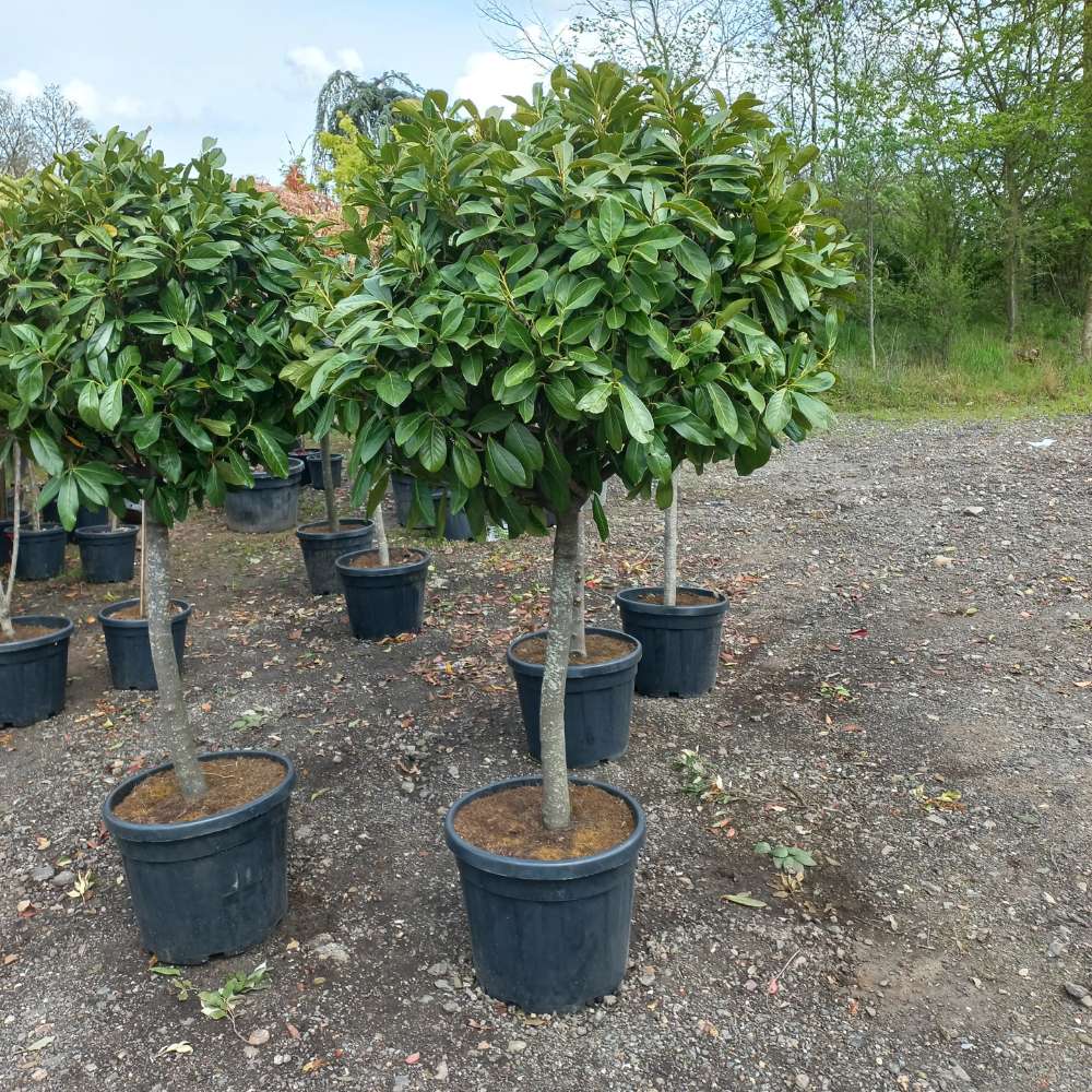 Laur Englezesc Novita (Laurocires), tip copac, frunzis verde lucios, coroana bogata, tulpina groasa, rezistenta iarna -25°C