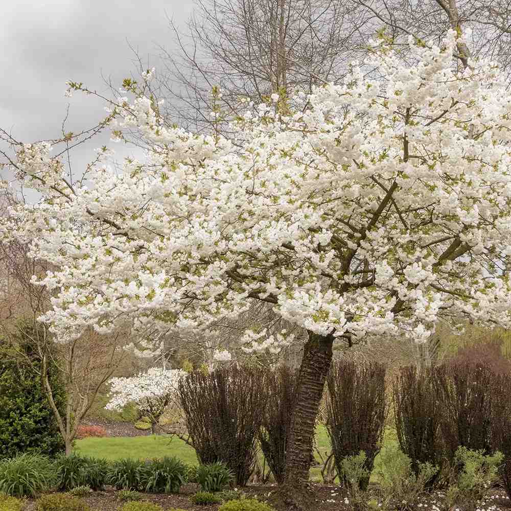 Copac Sakura, Cires Japonez Shirotae/Shimidzu, cu flori albe duble parfumate, de umbra, scoarta deosebita