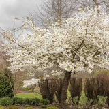 Copac Sakura, Cires Japonez Shirotae/Shimidzu, cu flori albe duble parfumate, de umbra, scoarta deosebita