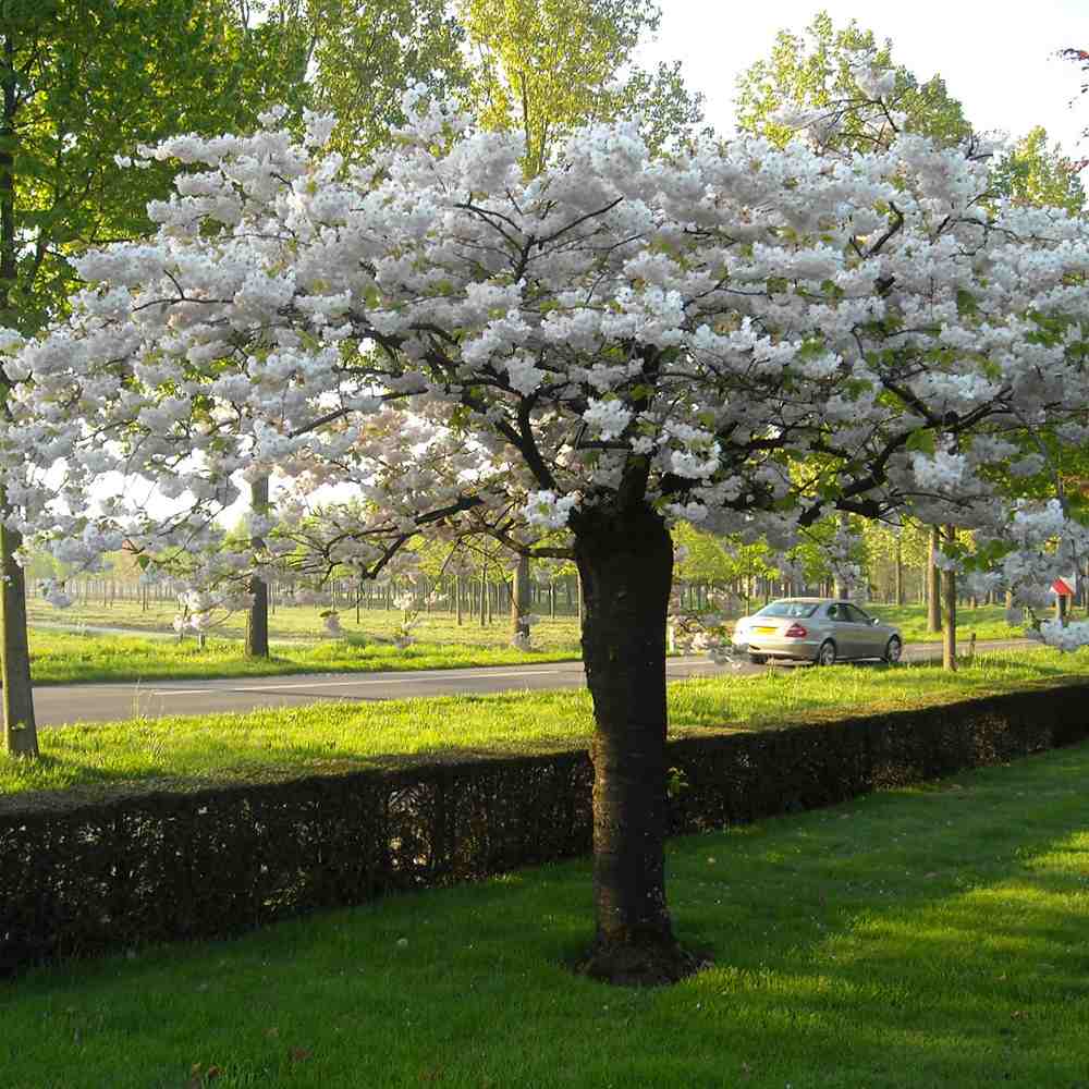 Copac Sakura, Cires Japonez Shirotae/Shimidzu, cu flori albe duble parfumate, de umbra, scoarta deosebita
