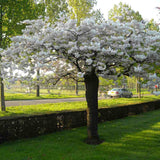 Copac Sakura, Cires Japonez Shirotae/Shimidzu, cu flori albe duble parfumate, de umbra, scoarta deosebita