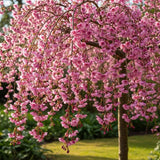 Copac Sakura, Cires Japonez plangator (Pendula Rubra), cu flori roz, coroana cascata, ingrijire minima