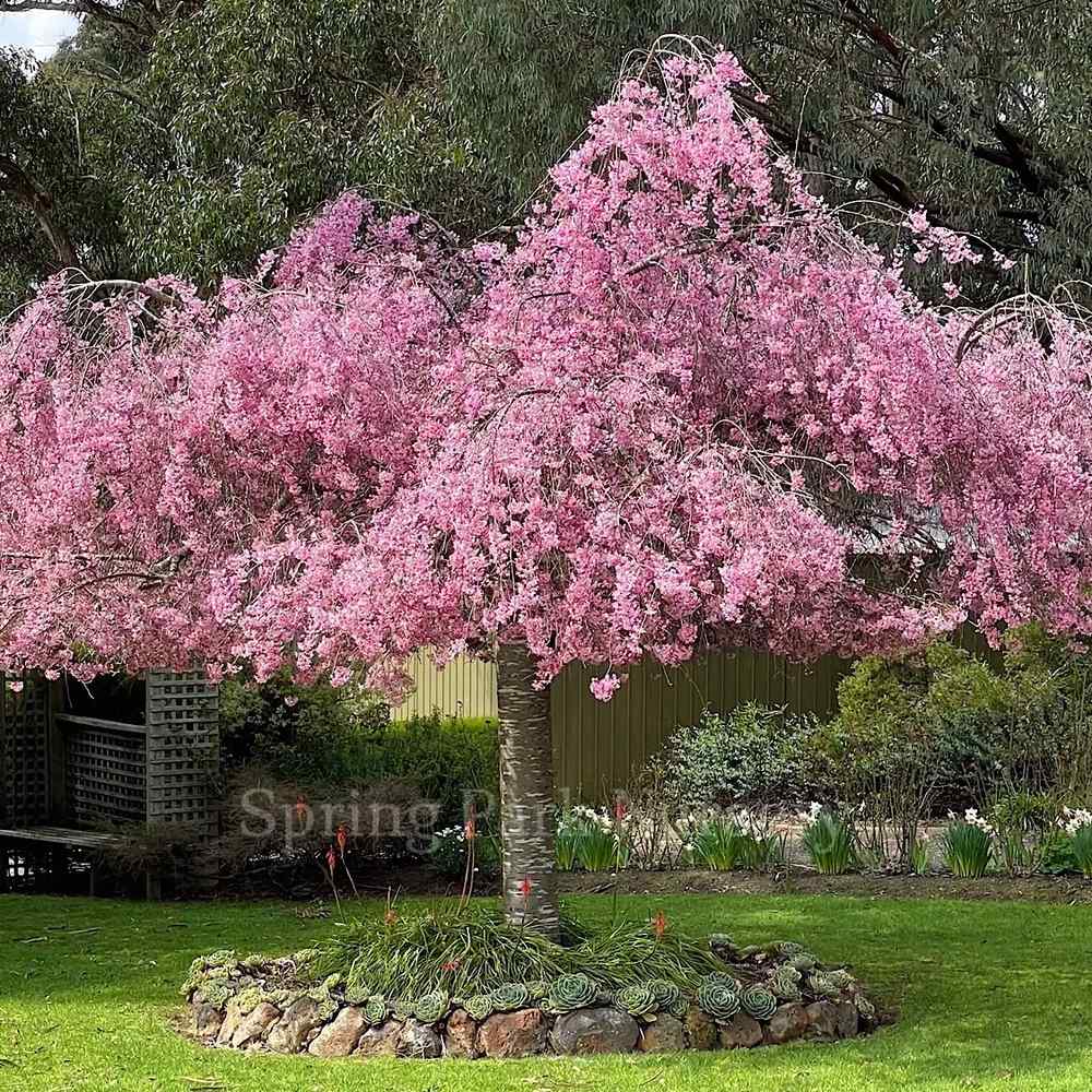 Copac Sakura, Cires Japonez plangator (Pendula Rubra), cu flori roz, coroana cascata, ingrijire minima