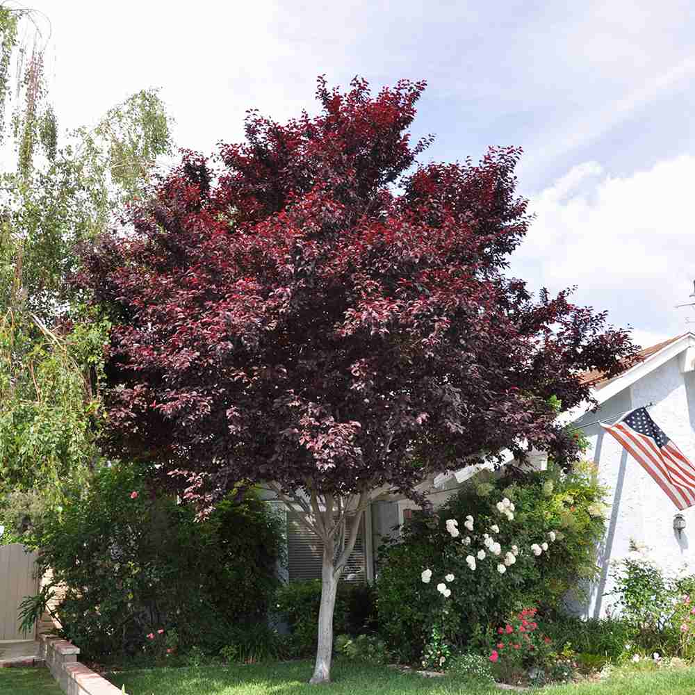 Prun ornamental Corcodus rosu Pissardii, frunze rosii, flori roz, arbore decorativ