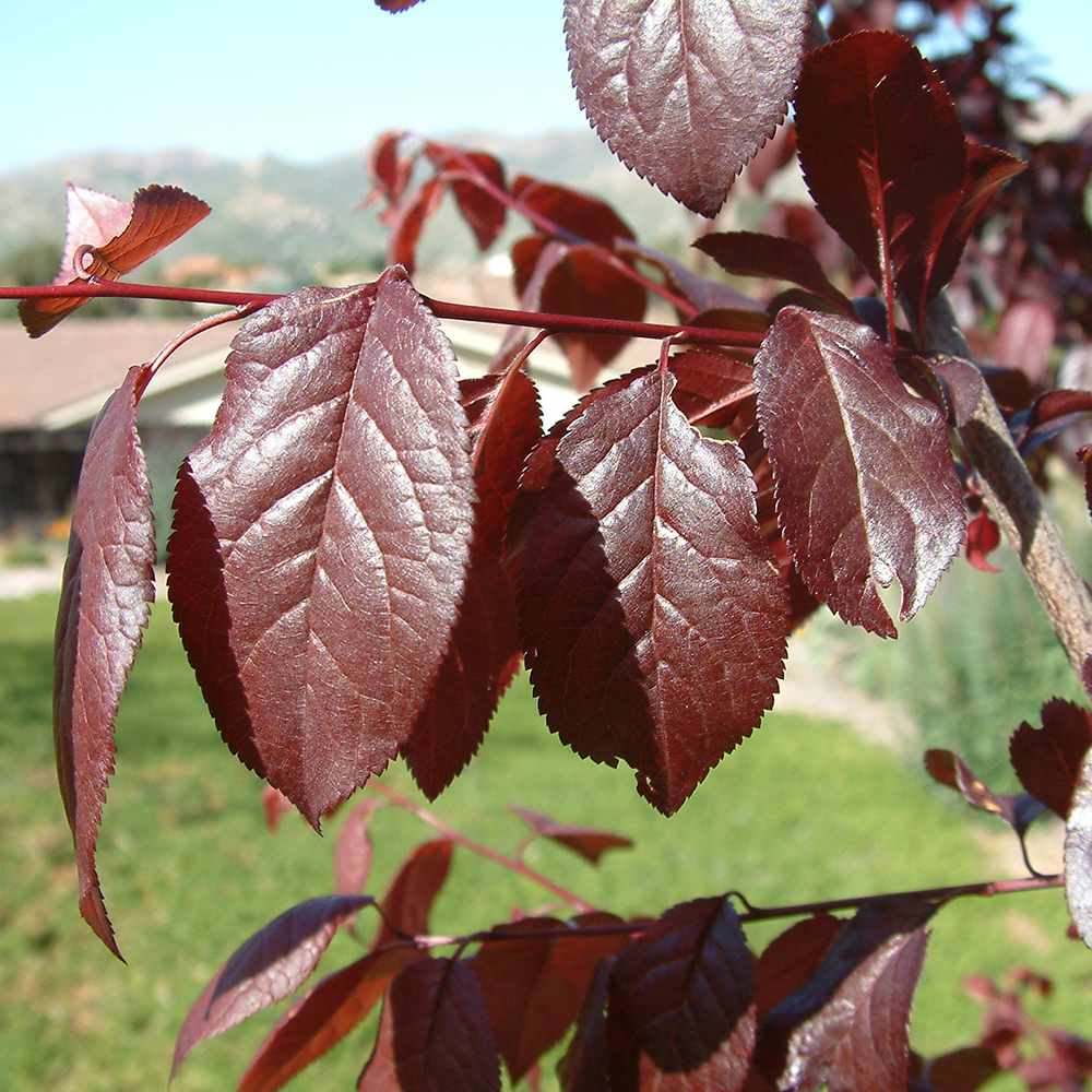 Prun ornamental Corcodus rosu Pissardii, frunze rosii, flori roz, arbore decorativ