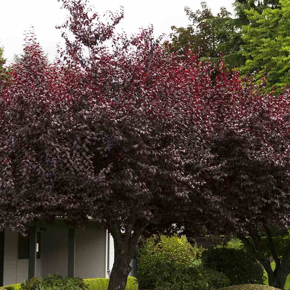 Prun ornamental Corcodus rosu Pissardii, frunze rosii, flori roz, arbore decorativ