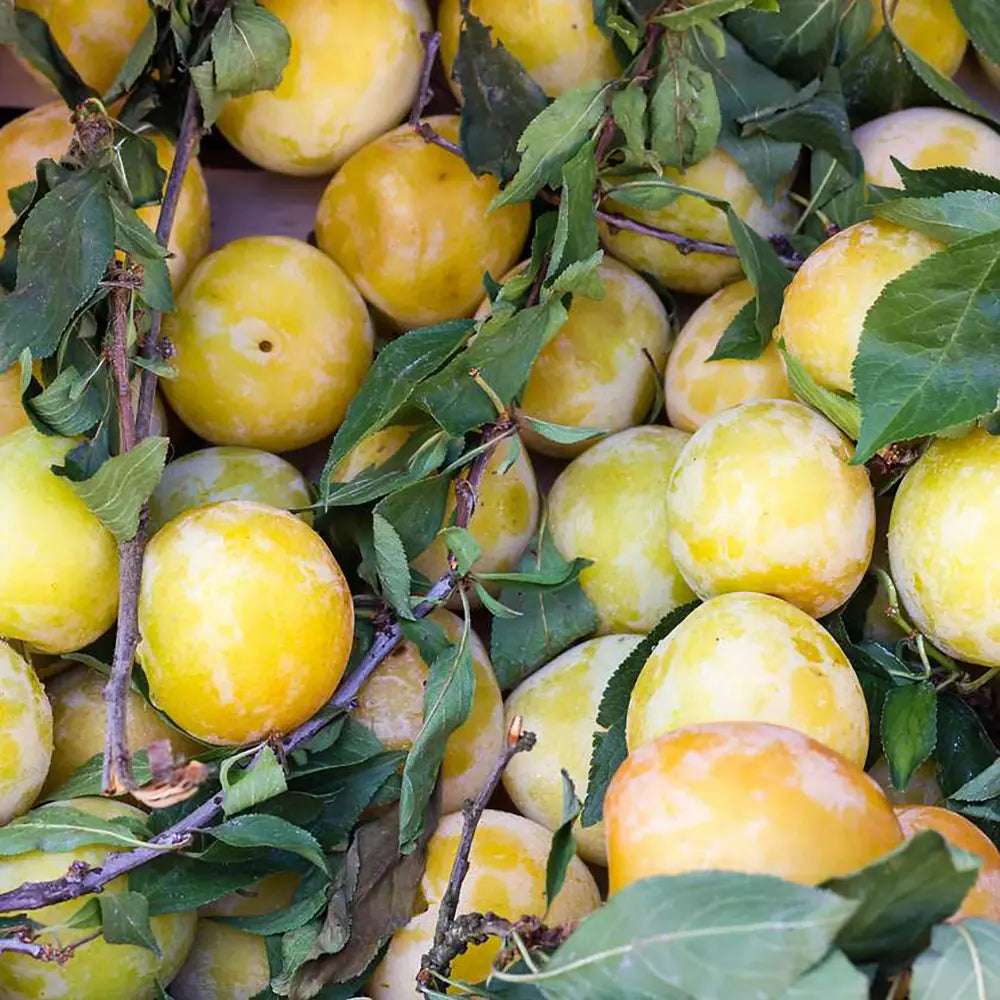 Prun Coscia Monaca Bianca (Prunus Domestica), cu fructe dulci galbene-aurii, an 2 pe rod (Copy)