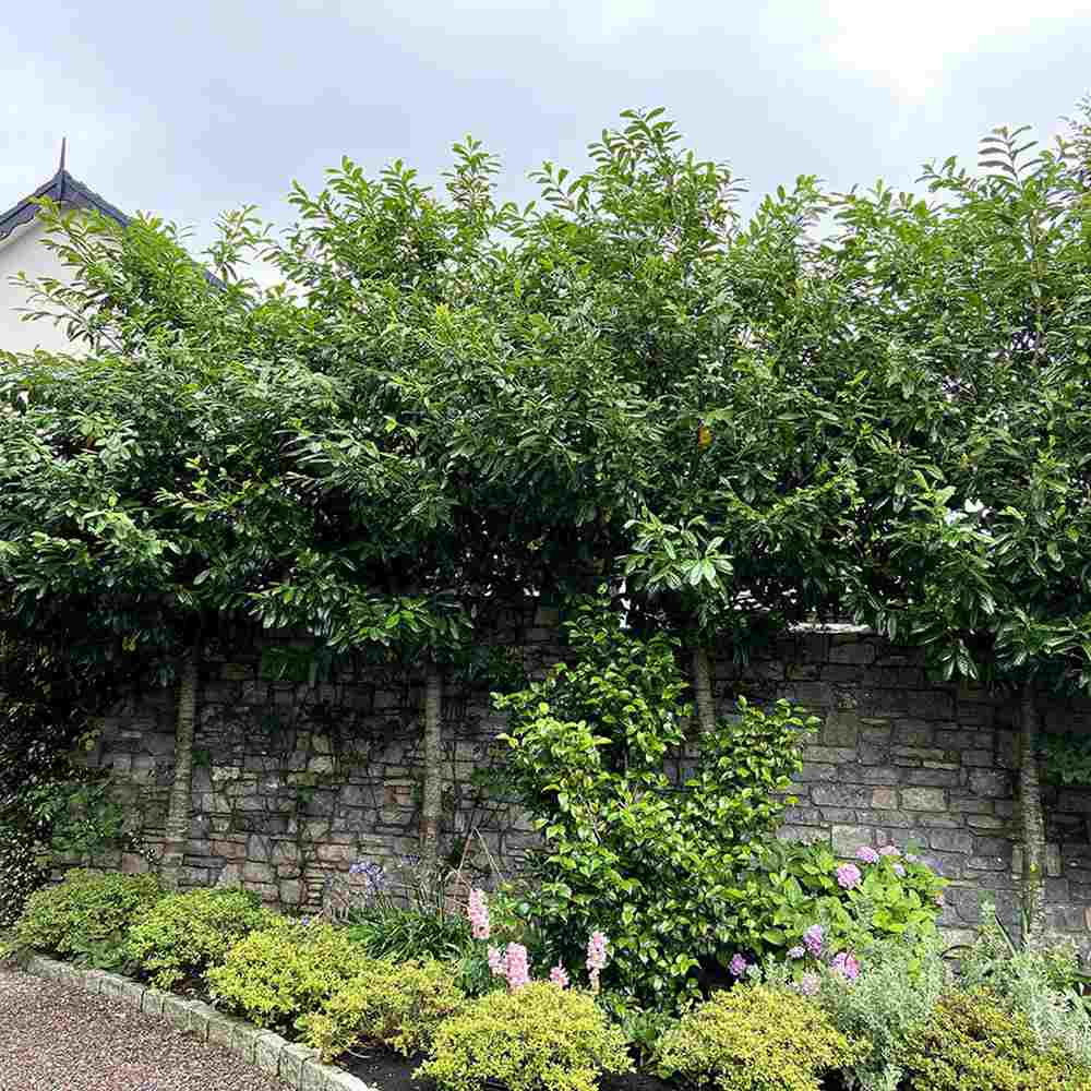 Laur englezesc Copacel (Prunus laurocerasus) Green Lustre, pe Tulpina,  vesnic verde, rezistent la frig, cu frunze lucioase