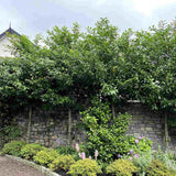 Laur englezesc Copacel (Prunus laurocerasus) Green Lustre, pe Tulpina,  vesnic verde, rezistent la frig, cu frunze lucioase