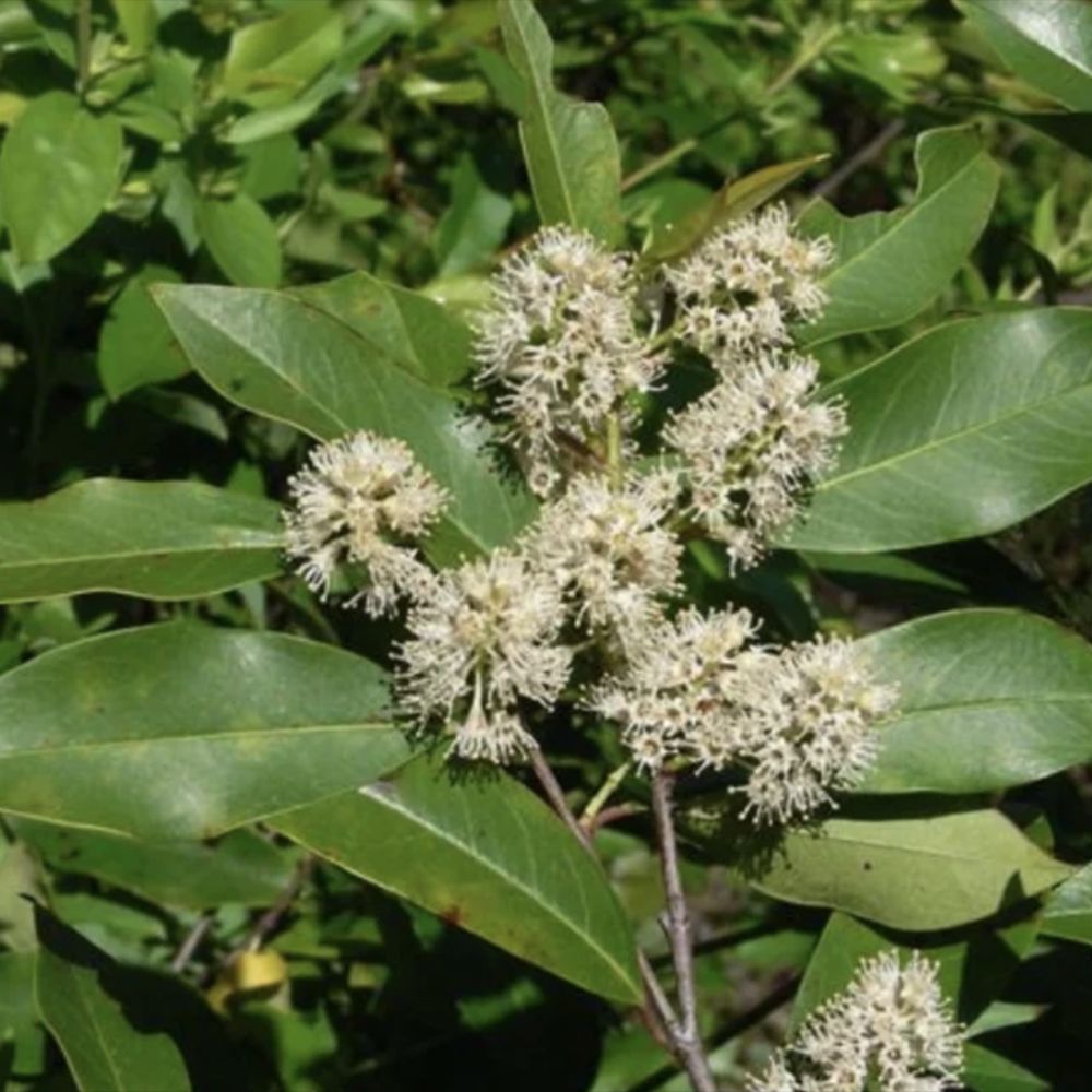 Laur englezesc Copacel (Prunus laurocerasus) Green Lustre, pe Tulpina,  vesnic verde, rezistent la frig, cu frunze lucioase