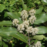 Laur englezesc Copacel (Prunus laurocerasus) Green Lustre, pe Tulpina,  vesnic verde, rezistent la frig, cu frunze lucioase