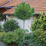 Laur englezesc Copacel (Prunus laurocerasus) Green Lustre, pe Tulpina,  vesnic verde, rezistent la frig, cu frunze lucioase
