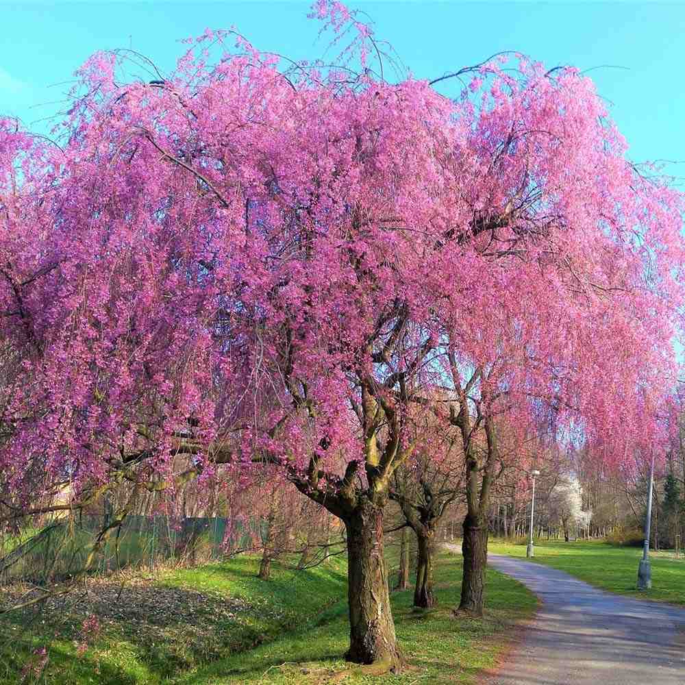 Cires Japonez plangator Pendula Rubra, cu flori roz