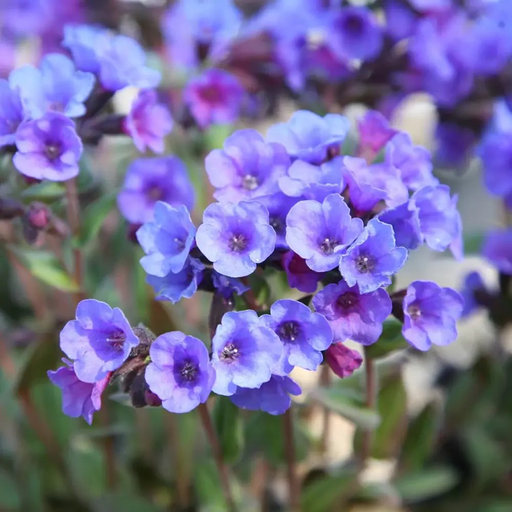 Plamanarica (Pulmonaria angustifolia) Blue Ensign, planta perena de umbra cu flori albastre intense, ideala pentru gradini rustice