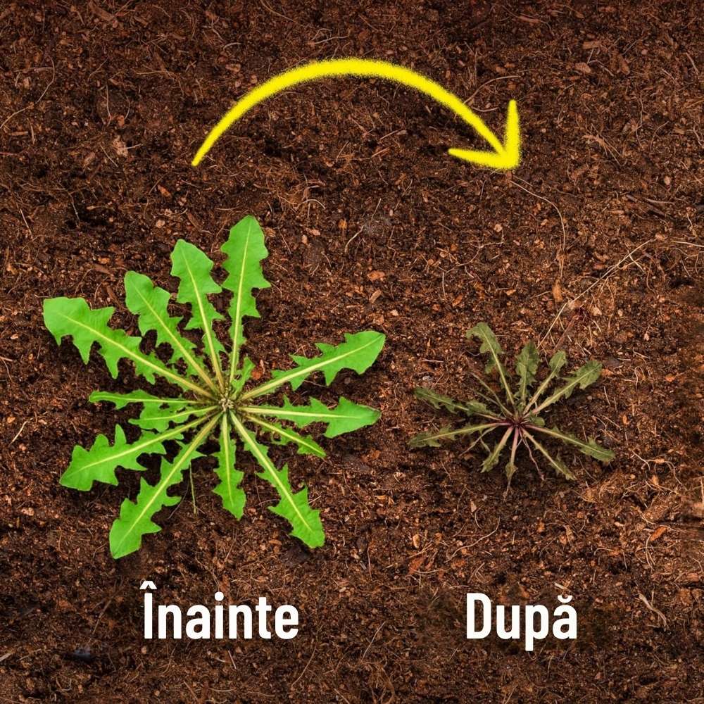 Pulverizator Presurizat Roundup Weed Control Total 2.5L pentru Erbicid