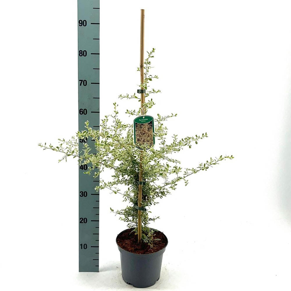 Catina Ornamentala auriu Pyracantha Sparkler, Cataratoare