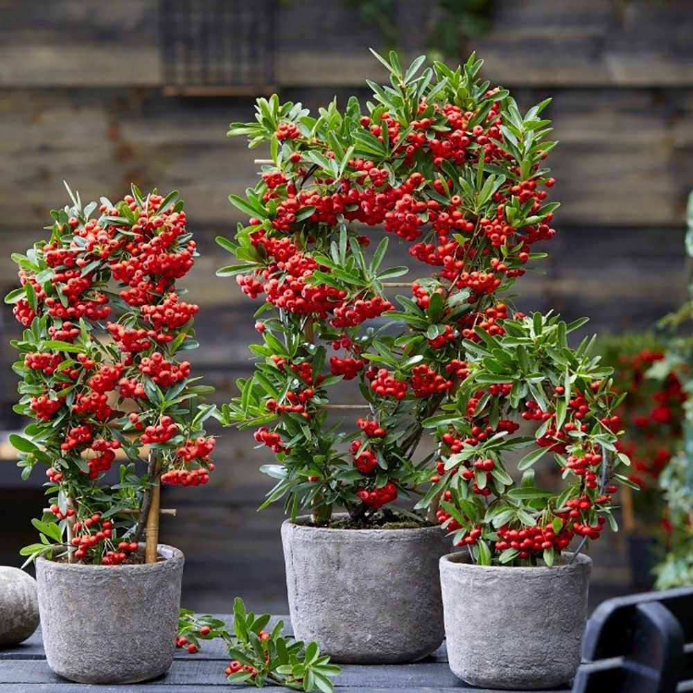 Catina Ornamentala Rosie Red Star (Pyrachanta Coccinea)