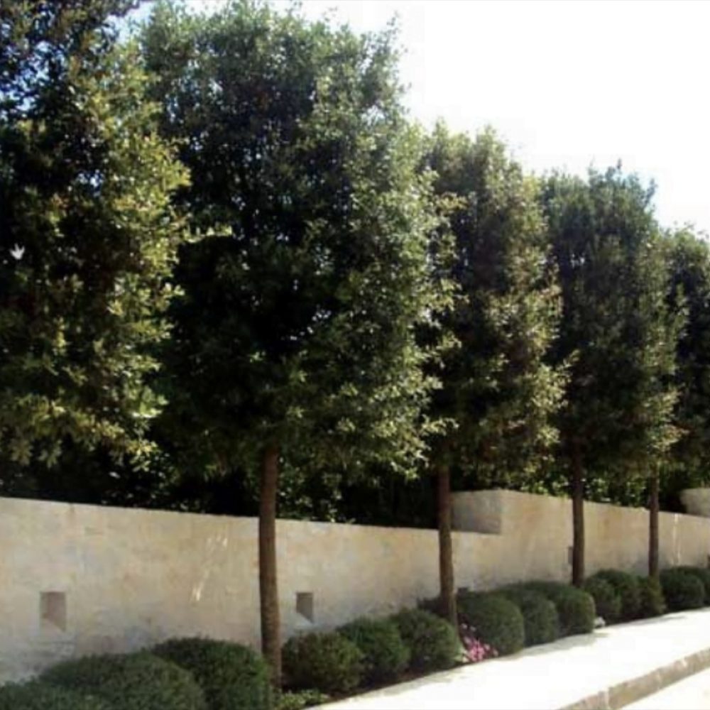 Stejar de stanca (Quercus Ilex), vesnic verde, rezistent la seceta si ger, arbore decorativ cu ghinde