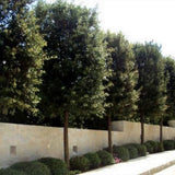 Stejar de stanca (Quercus Ilex), vesnic verde, rezistent la seceta si ger, arbore decorativ cu ghinde
