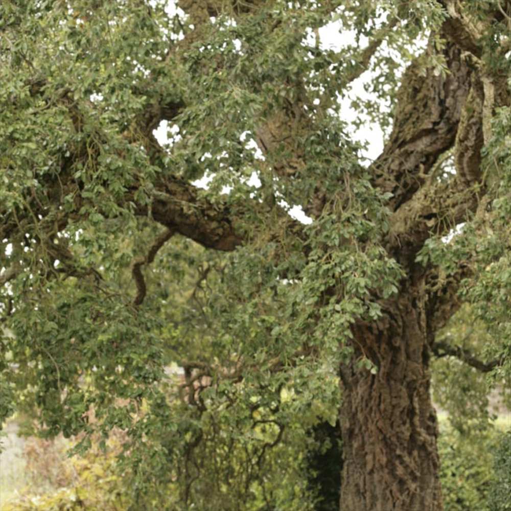 Stejar de pluta Ornamental (Quercus Suber), scoarta groasa de pluta naturala, vesnic verde, rezistent, decor gradina