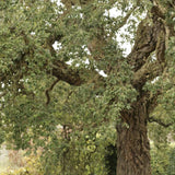 Stejar de pluta Ornamental (Quercus Suber), scoarta groasa de pluta naturala, vesnic verde, rezistent, decor gradina