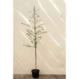 Stejar de pluta Ornamental (Quercus Suber), scoarta groasa de pluta naturala, vesnic verde, rezistent, decor gradina