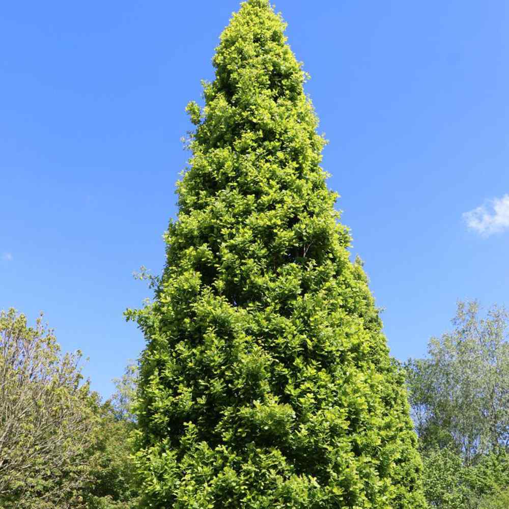 Stejar Columnar Englezesc Fastigiata Koster, arbore ornamental rezistent crestere lenta