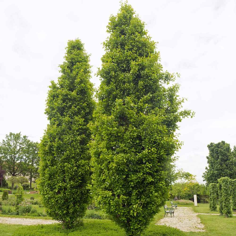 Stejar Columnar Englezesc Fastigiata Koster, arbore ornamental rezistent crestere lenta