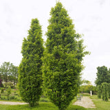 Stejar Columnar Englezesc Fastigiata Koster, arbore ornamental rezistent crestere lenta
