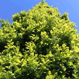Stejar Columnar Englezesc Fastigiata Koster, arbore ornamental rezistent crestere lenta
