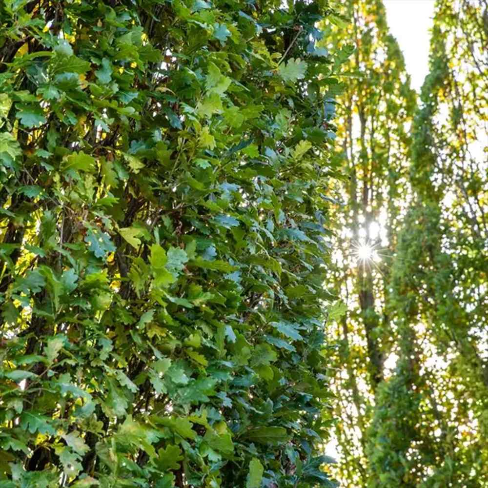 Stejar Columnar Englezesc Fastigiata Koster, arbore ornamental rezistent crestere lenta