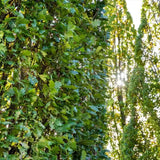 Stejar Columnar Englezesc Fastigiata Koster, arbore ornamental rezistent crestere lenta