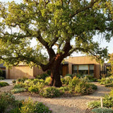 Stejar de pluta Ornamental (Quercus Suber), scoarta groasa de pluta naturala, vesnic verde, rezistent, decor gradina