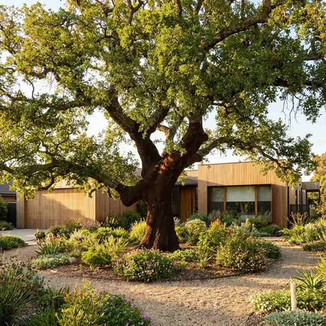 Stejar de pluta Ornamental (Quercus Suber), scoarta groasa de pluta naturala, vesnic verde, rezistent, decor gradina