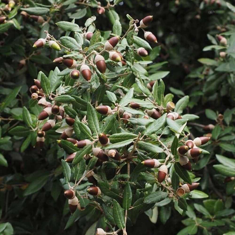 Stejar de stanca (Quercus Ilex), vesnic verde, rezistent la seceta si ger, arbore decorativ cu ghinde