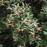 Stejar de stanca (Quercus Ilex), vesnic verde, rezistent la seceta si ger, arbore decorativ cu ghinde