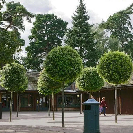 Stejar de stanca (Quercus Ilex), vesnic verde, rezistent la seceta si ger, arbore decorativ cu ghinde