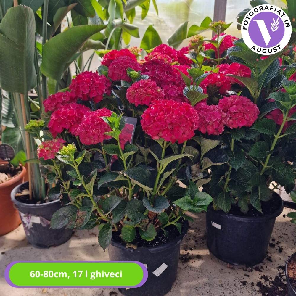 Hortensia de gradina Hot Red, cu flori rosii