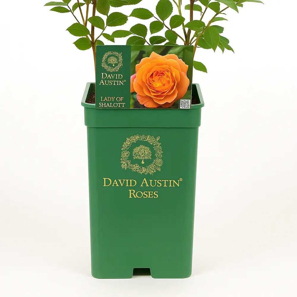 Trandafir englezesc David Austin Lady of Shalott - trandafir somon-portocaliu, flori duble, parfum intens, inflorire repetata