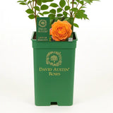 Trandafir englezesc David Austin Lady of Shalott - trandafir somon-portocaliu, flori duble, parfum intens, inflorire repetata