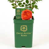 Trandafir englezesc David Austin Summer Song - trandafir portocaliu intens, flori duble, parfum exotic, inflorire repetata