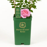 Trandafir englezesc David Austin The Ancient Mariner - trandafir roz intens, flori duble, parfum puternic, inflorire repetata