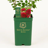 Trandafir englezesc David Austin Thomas à Becket - trandafir rosu-magenta intens, flori semi-duble, parfum puternic, inflorire repetata