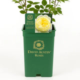 Trandafir englezesc David Austin Vanessa Bell - trandafir galben pal, flori delicate, parfum de ceai, inflorire repetata