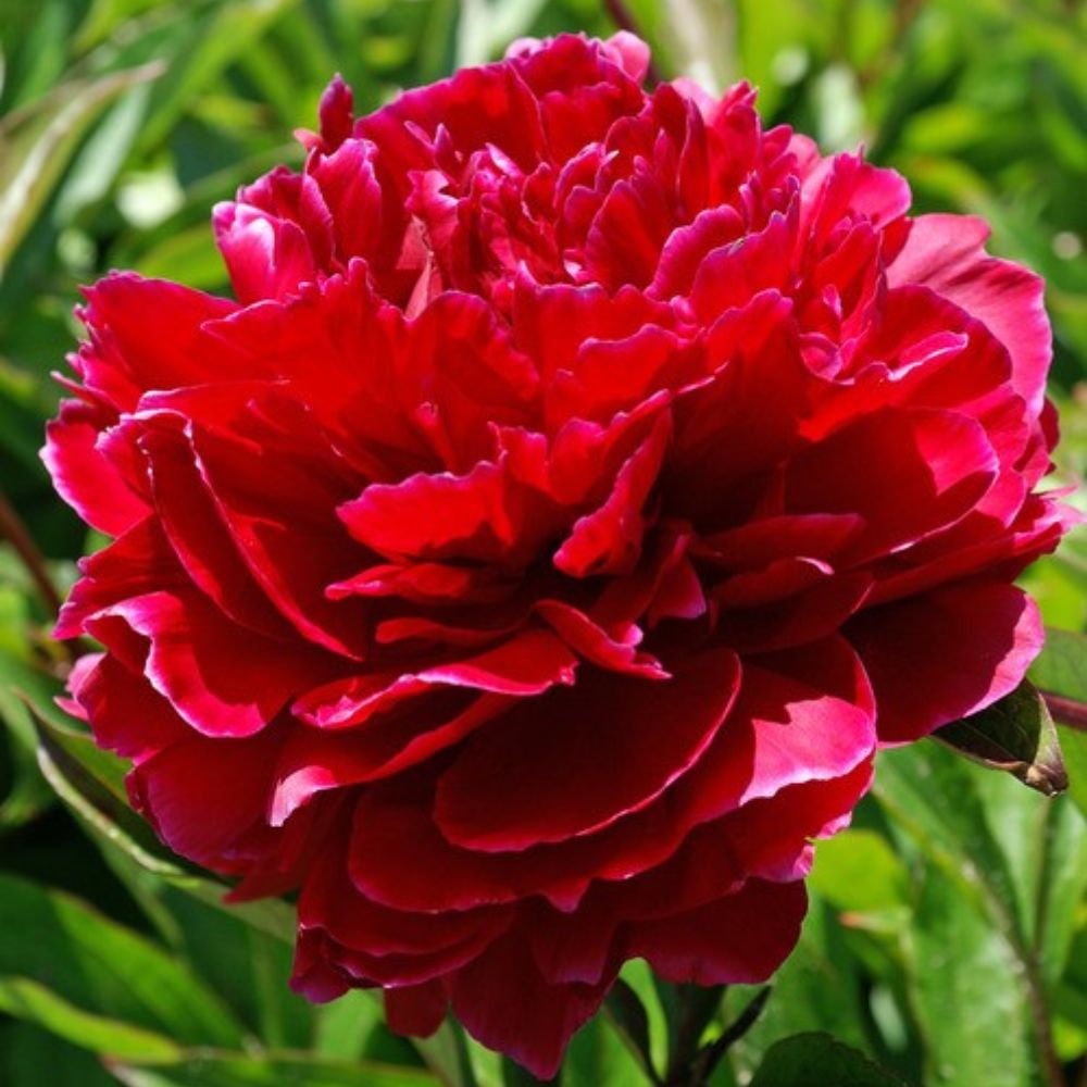 Bujor nobil Red Sarah Bernhardt, cu flori duble rosii si parfum puternic, inradacinat in ghiveci