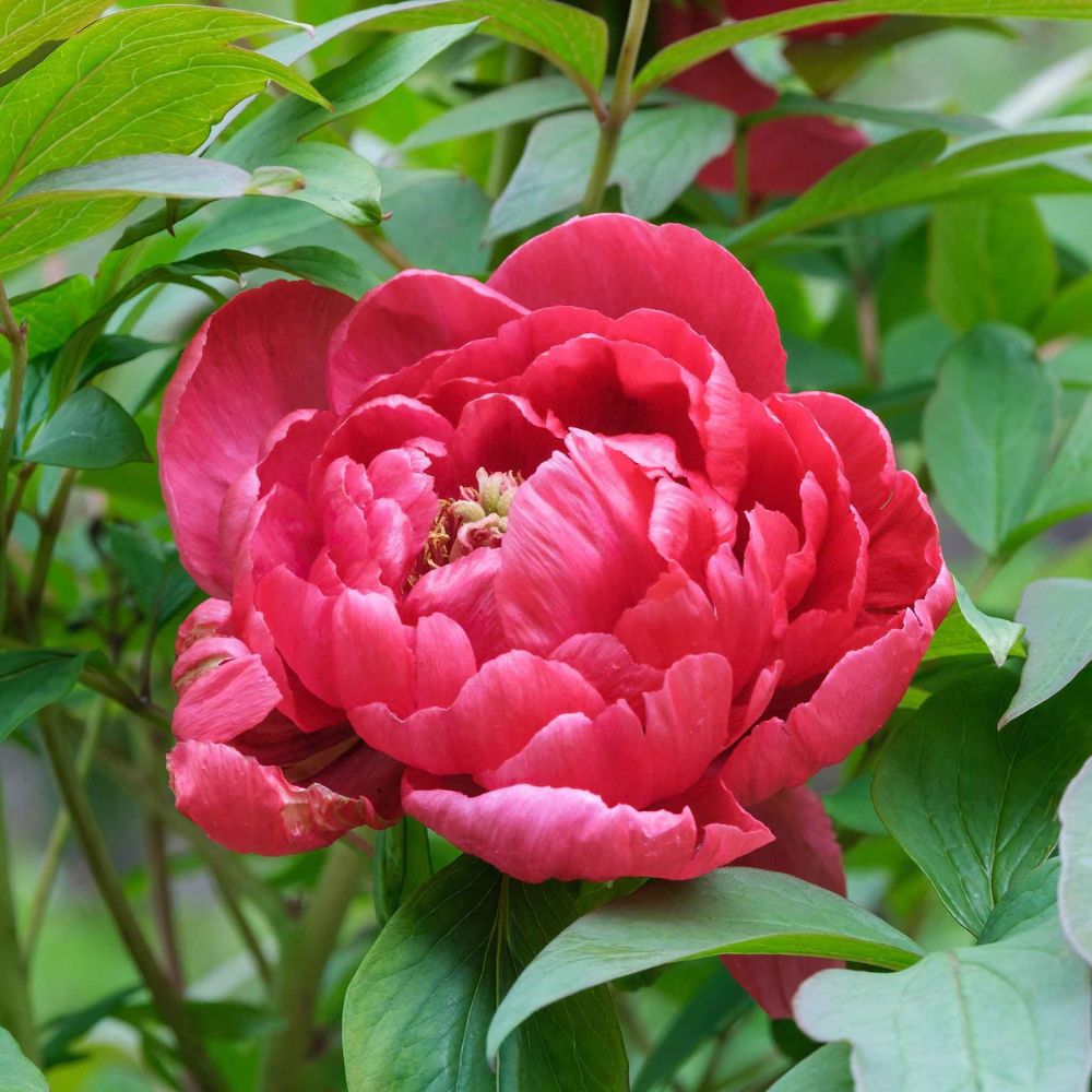 Bujor nobil Red Sarah Bernhardt, cu flori duble rosii si parfum puternic, inradacinat in ghiveci